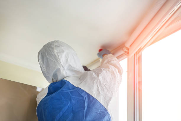 Why You Should Choose Our Mold Remediation Services in Port Jefferson, NY